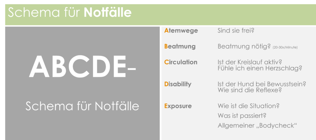 Erste Hilfe am Hund: ABCDE-Schema