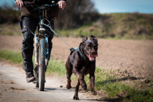 dogscooter