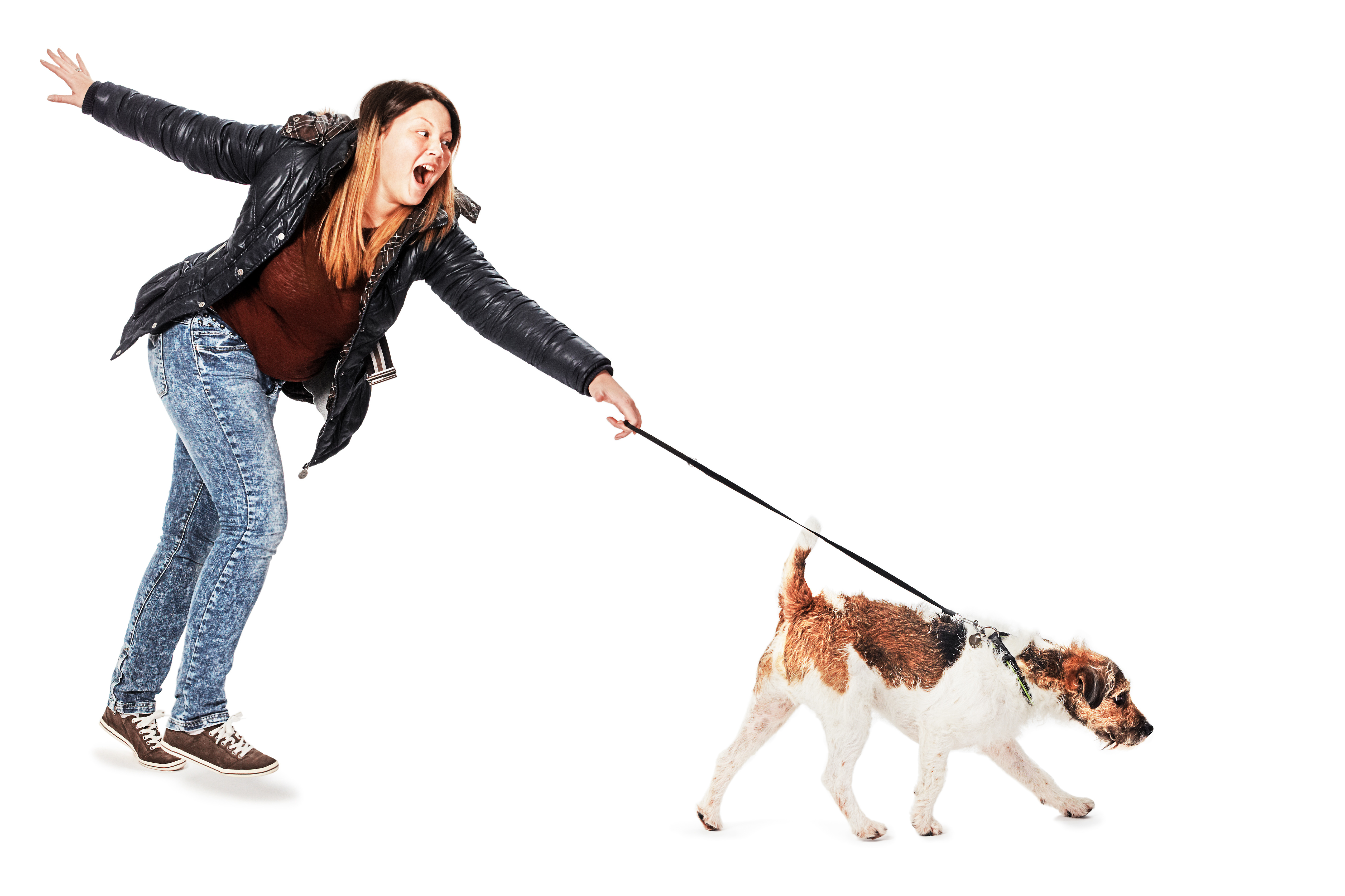 angeleinter hund
