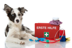 erste hilfe hund