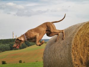 Jagdtrieb
