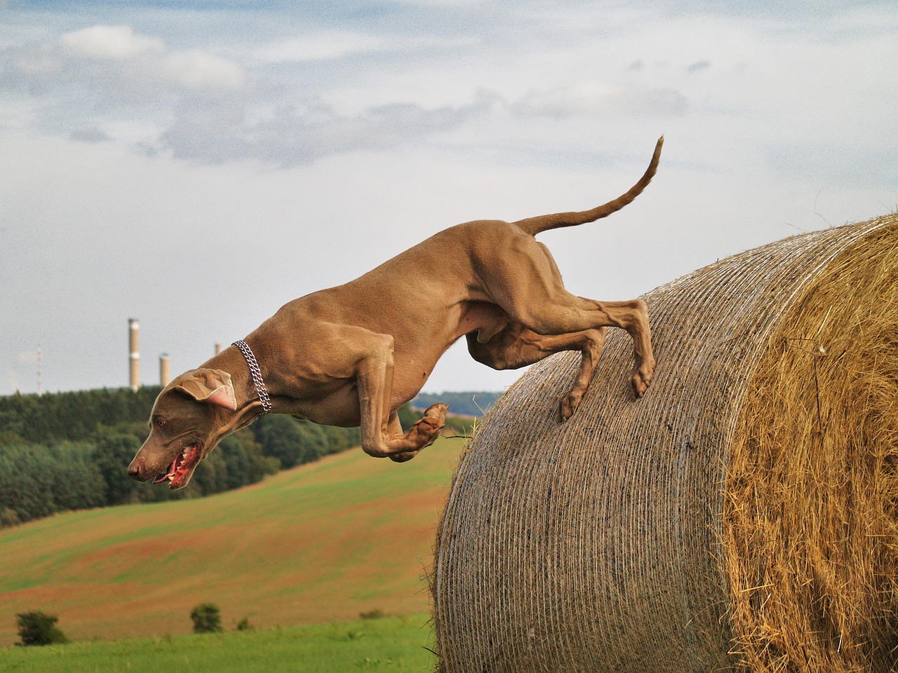 Jagdtrieb