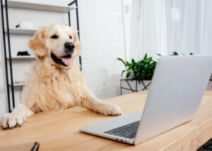 Hund im Büro
