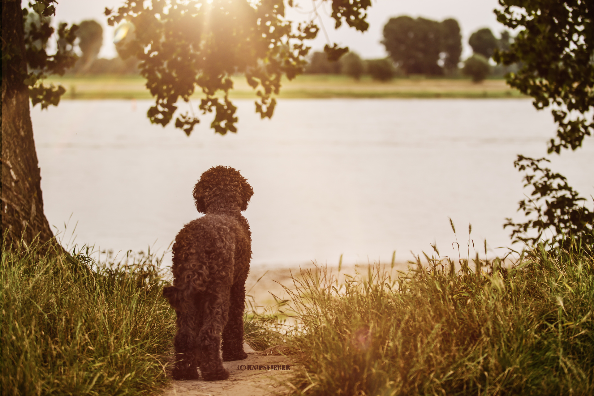 Hunde lieben im Sommer das Wasser