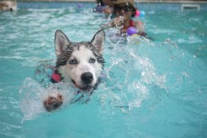 Hund im Sommer