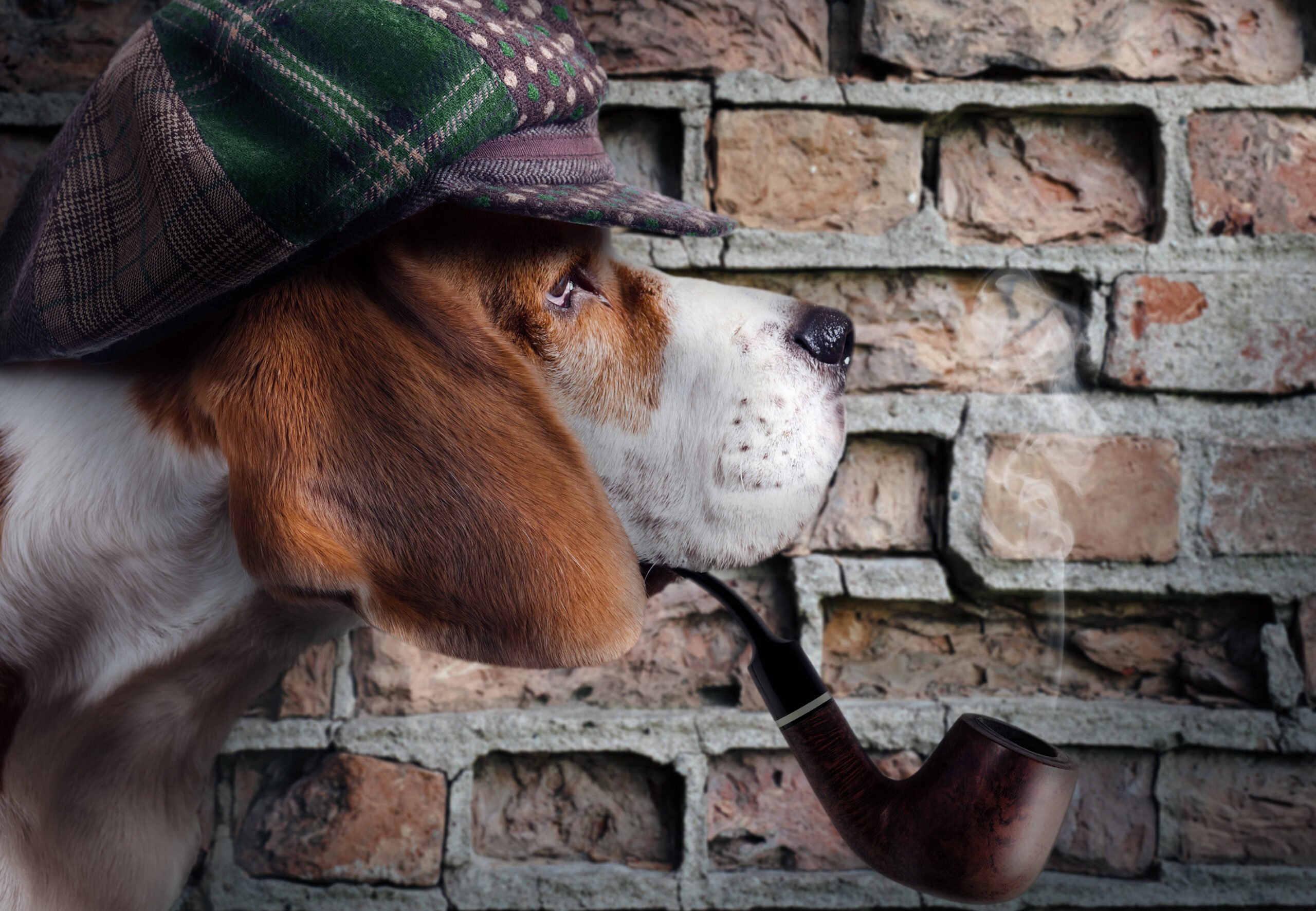 Krimispaziergang mit Hund