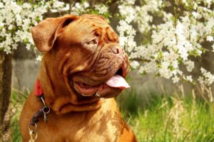 frühling hund