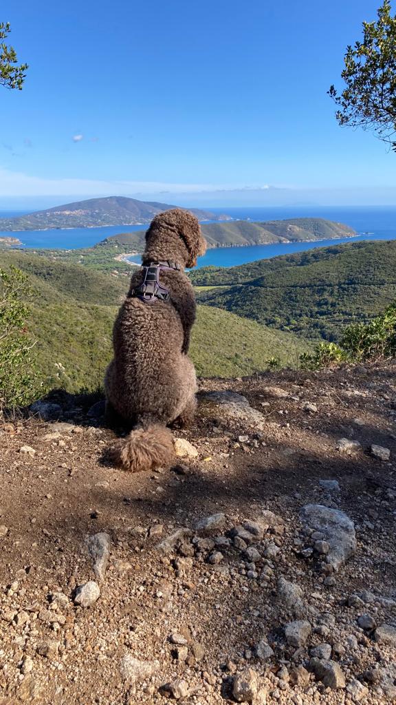 Blick übers Tal auf Elba