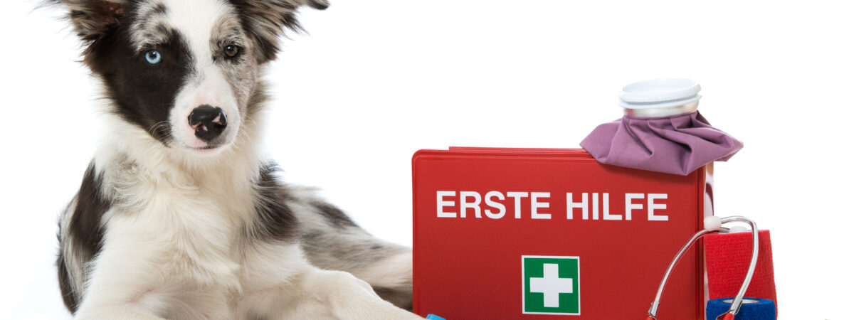 erste hilfe hund