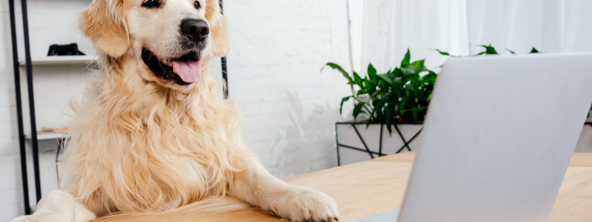 Hund im Büro