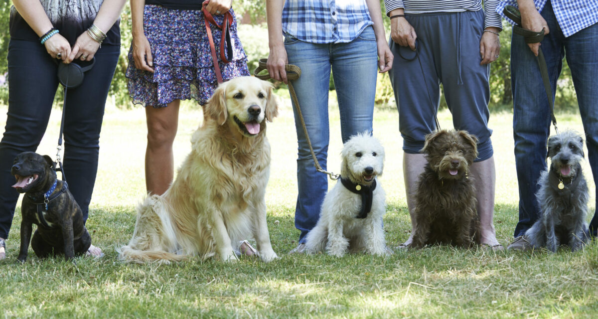 Hundetrainer