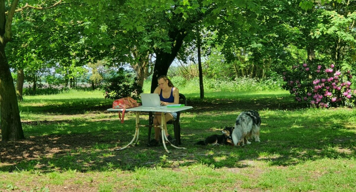 Mit Hunden arbeiten und Geld verdienen