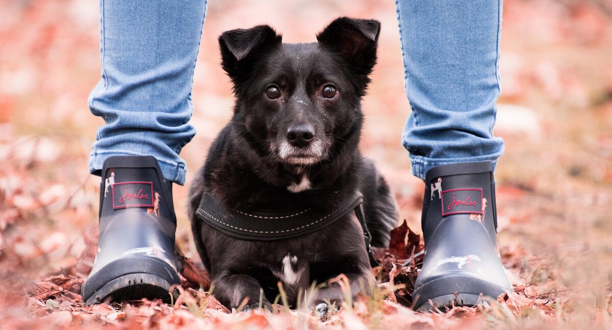 Berufliche Umorientierung mit Hund