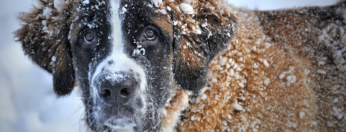 Hund im Winter