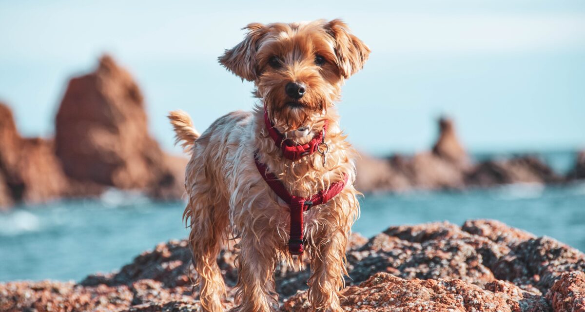 Hundestrand in NRW