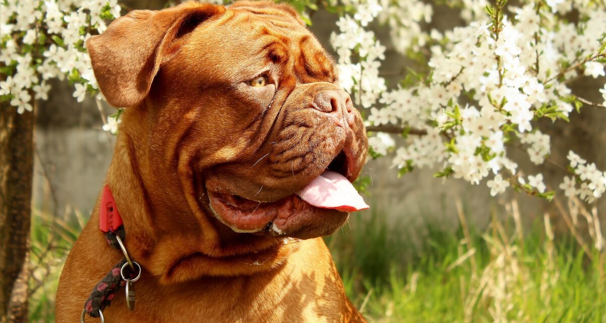 frühling hund